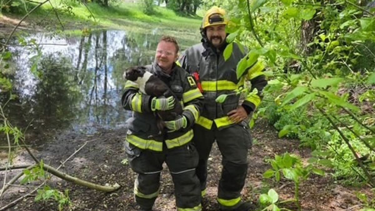 ** Junction City firefighters carefully extracting small Boston terrier trapped in twisted tree stump roots