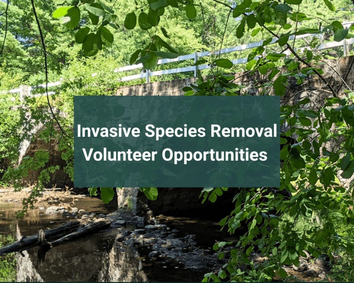 Volunteers wearing gloves removing invasive plants together in sunny community park setting