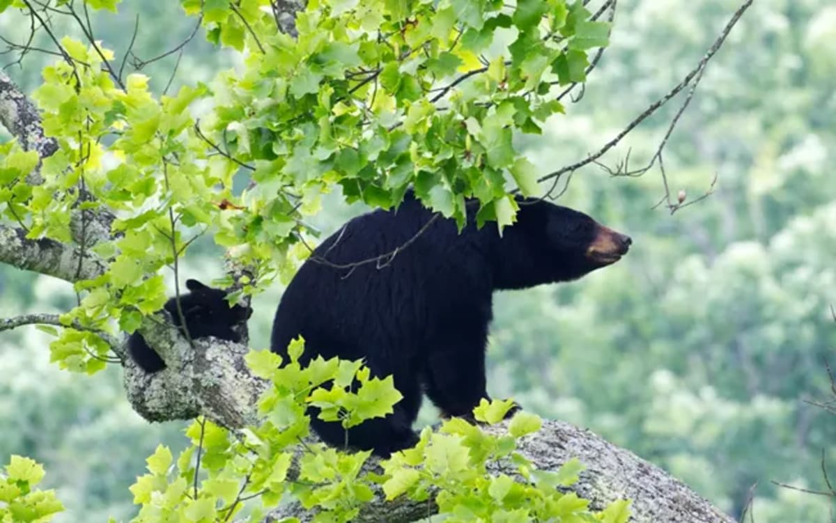 Kentucky's Black Bears Back from the Brink with 1,500 Strong - Image 3