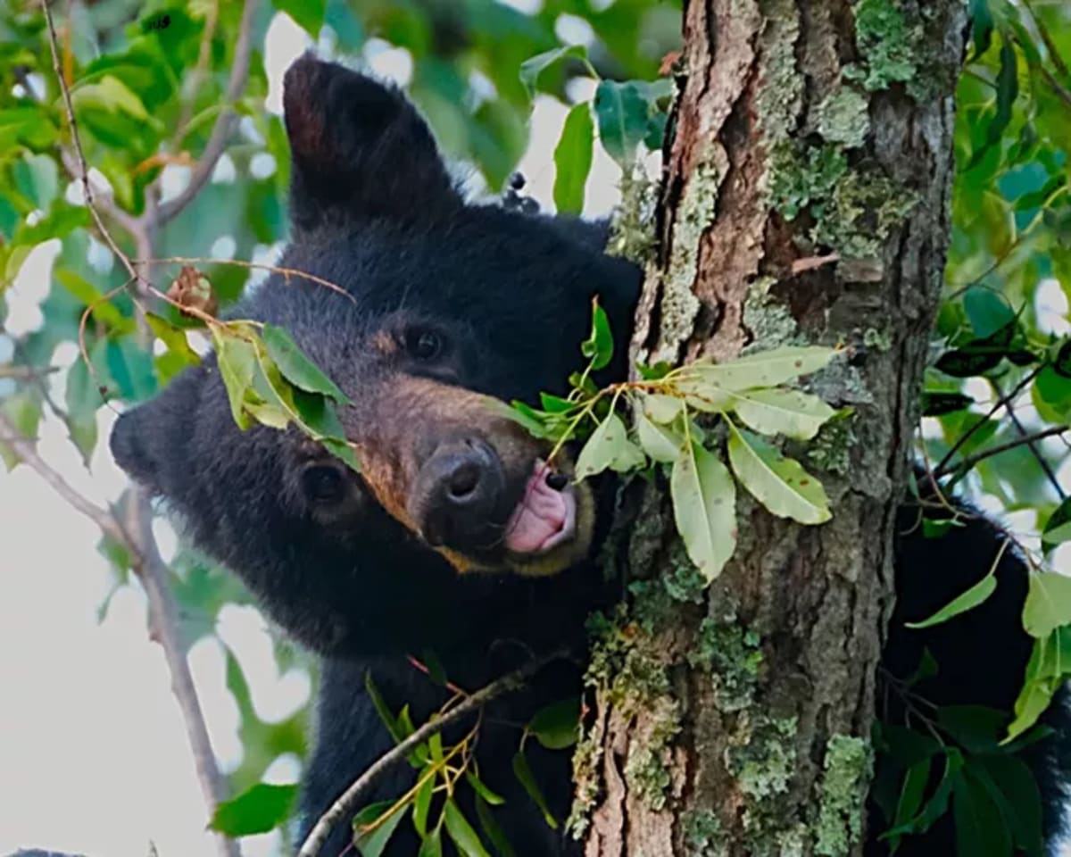 Kentucky's Black Bears Back from the Brink with 1,500 Strong