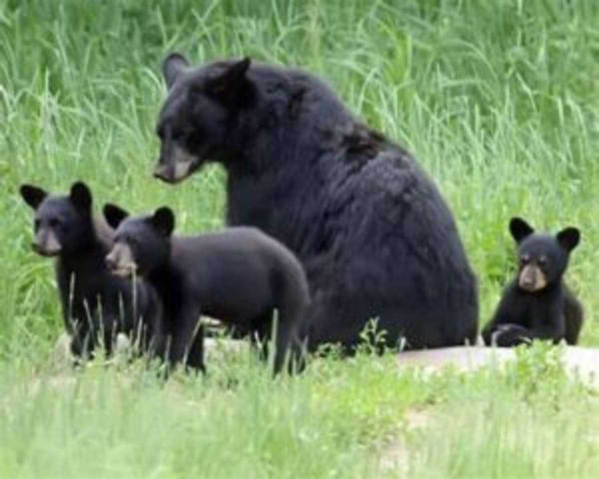 Kentucky's Black Bears Back from the Brink with 1,500 Strong - Image 5