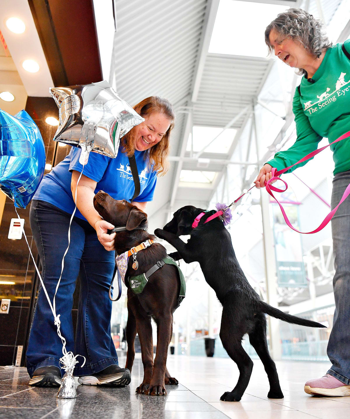 Black Labrador puppy in training vest sitting calmly inside shopping mall with volunteer trainer