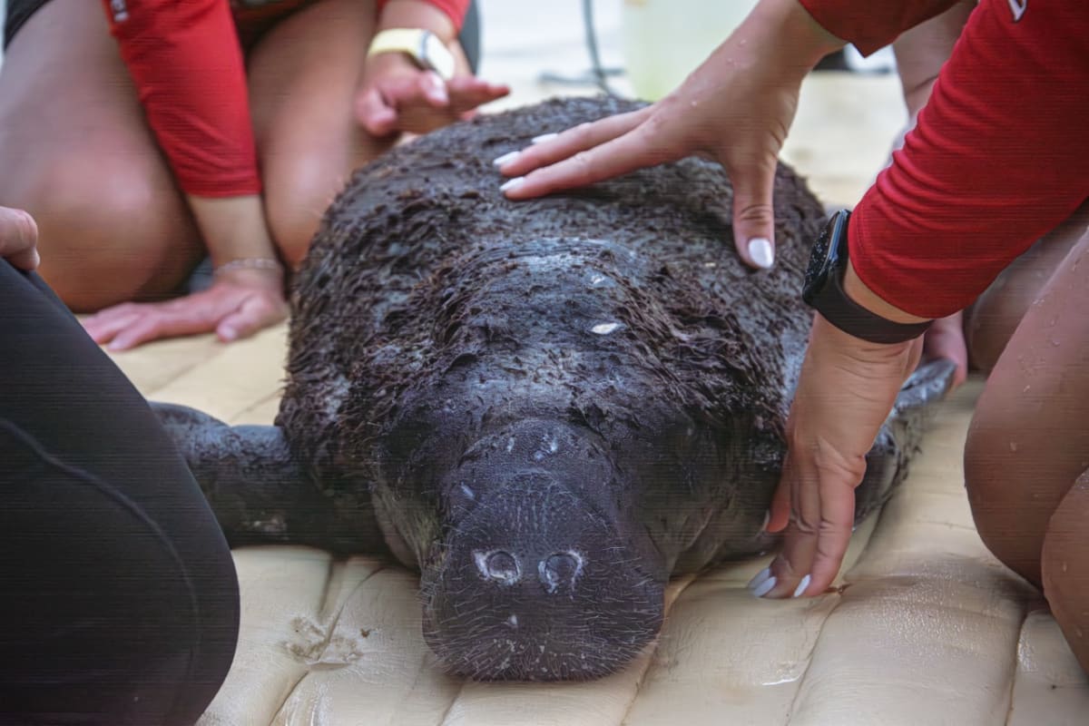 Severely emaciated baby manatee Argyle being rescued from water at John Pennekamp State Park