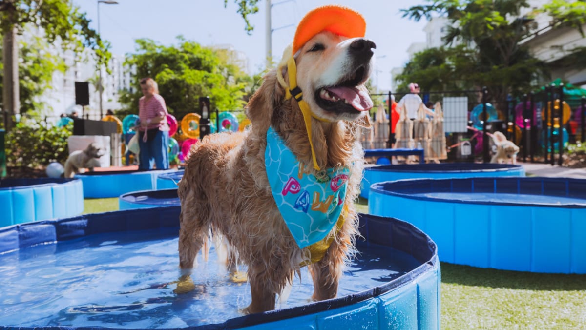 Dozens of dogs splashing and playing together in blue pools at sunny Florida park