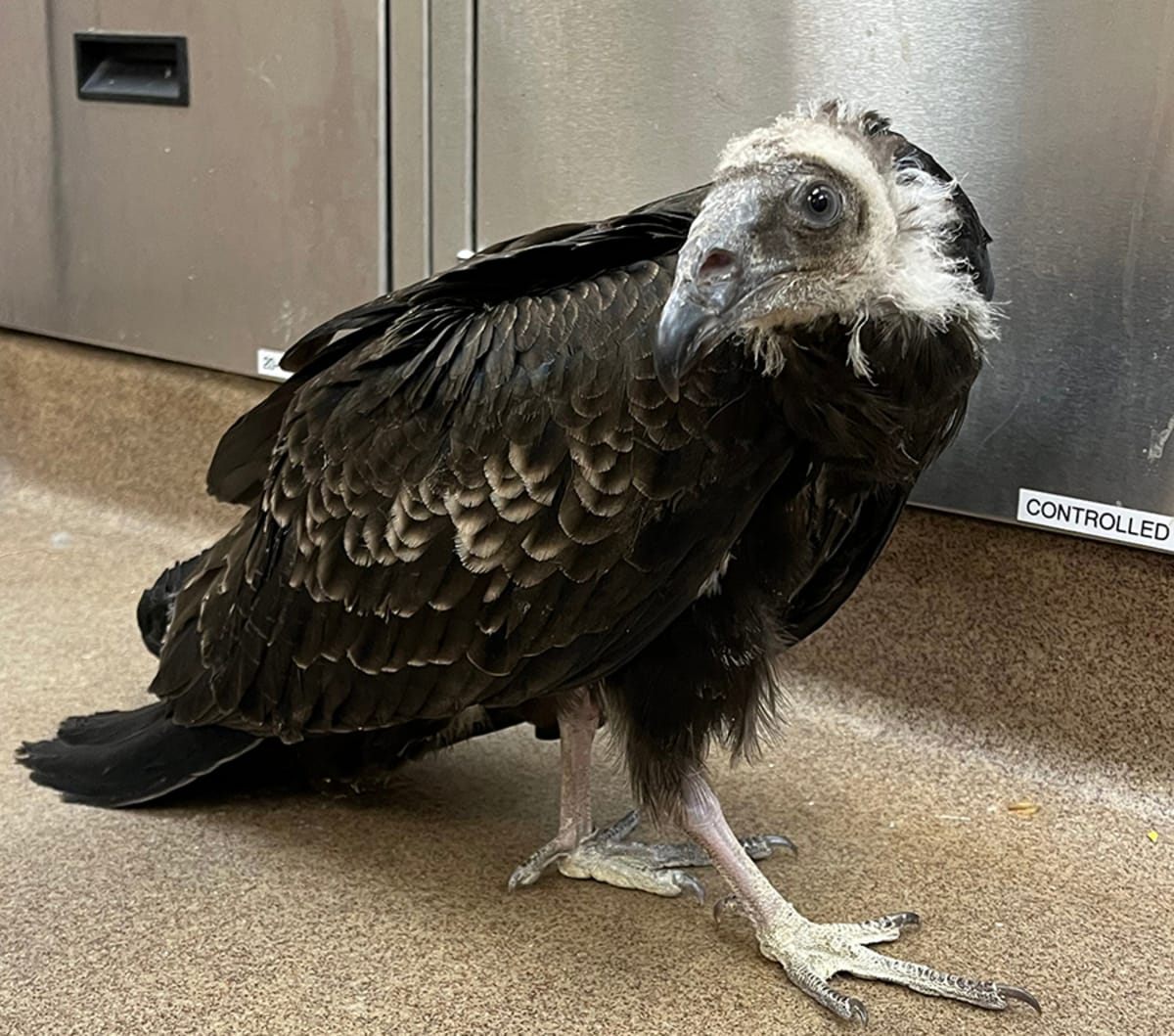 Baby Vulture Rescued from Big Sur Fire on the Mend