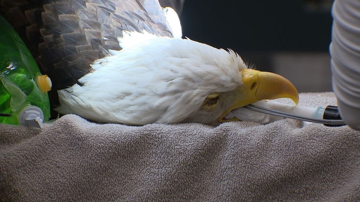 Veterinary staff performing physical therapy on injured bald eagle at PAWS Wildlife Center
