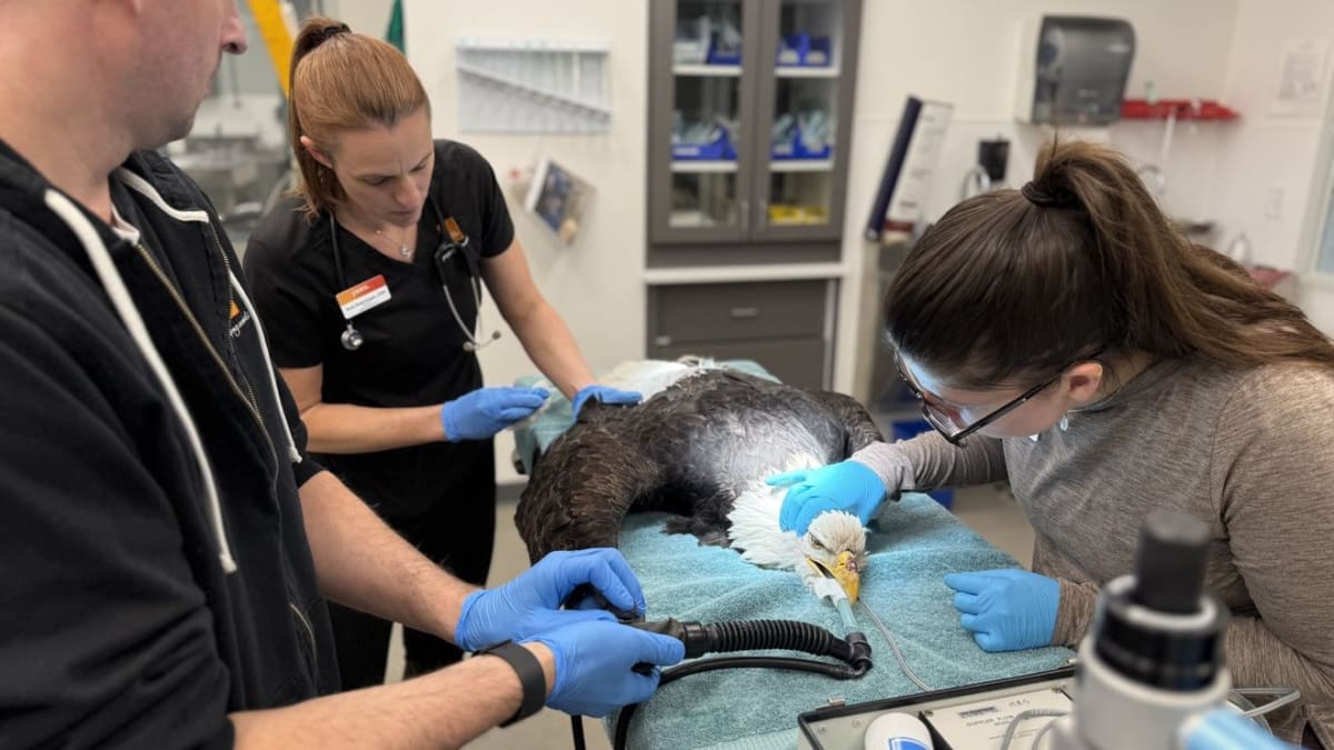 ** Wildlife rehabilitation specialist caring for injured bird at PAWS sanctuary facility in Washington