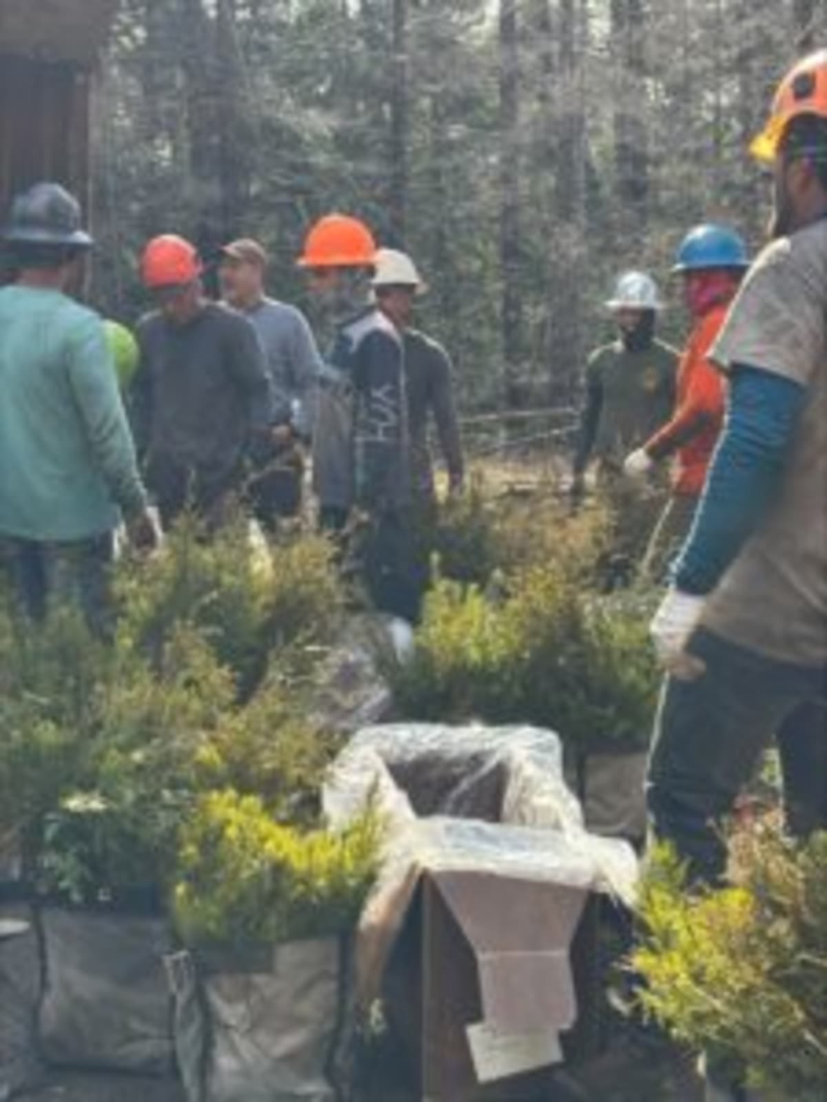 430,000 Trees Replanted After Oregon Wildfires - Image 4