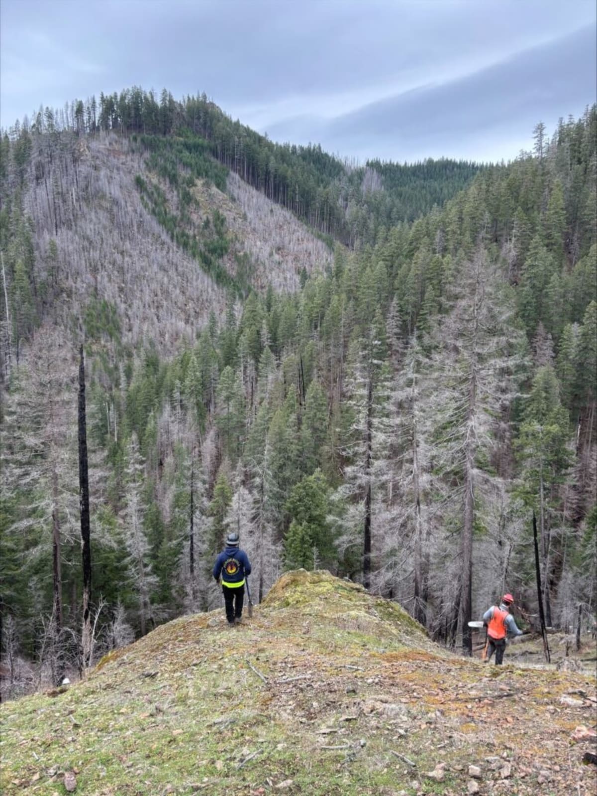 430,000 Trees Replanted After Oregon Wildfires - Image 2