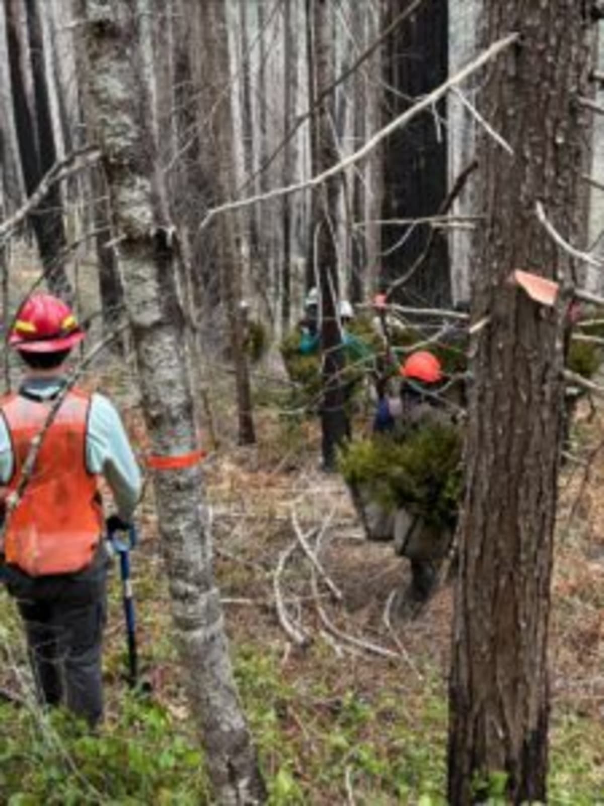 430,000 Trees Replanted After Oregon Wildfires - Image 5