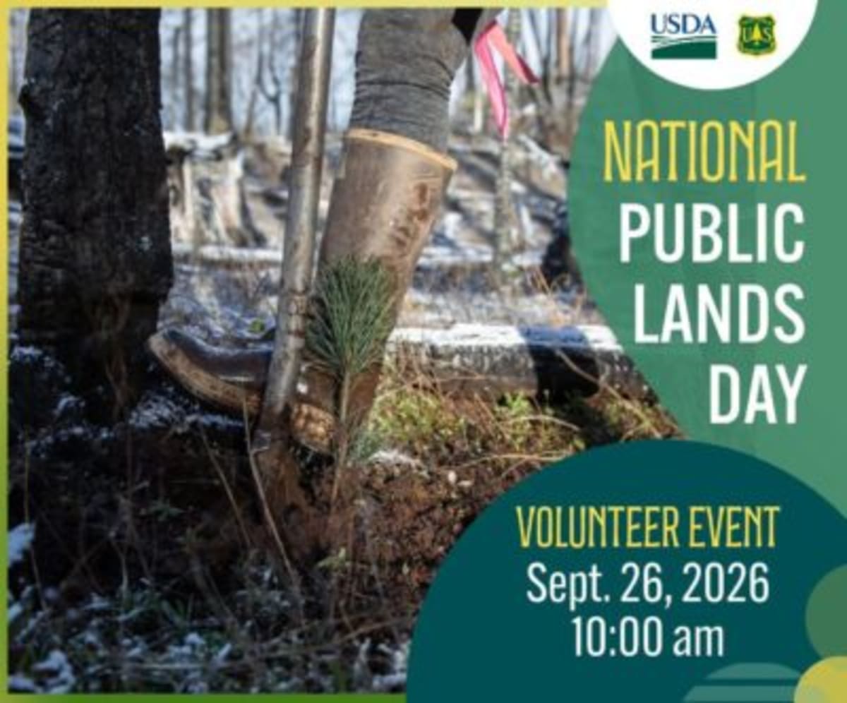 Volunteers planting young sugar pine saplings in forest recovering from wildfire damage