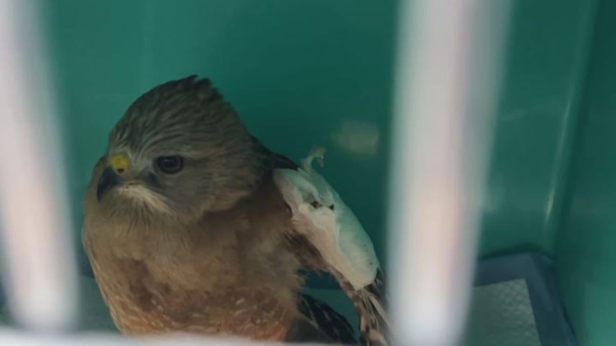 Director Raven Capozzo holding Stitch, a one-eyed kestrel ambassador animal at Shasta Wildlife Rescue Center