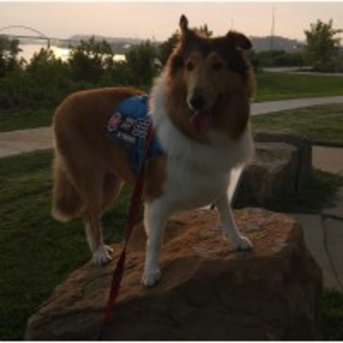 South Sioux City Rallies to Save Wounded Dog Aloy