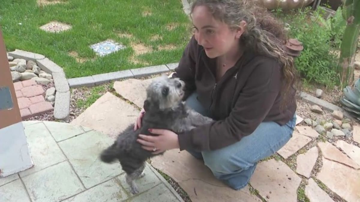 Dog Missing 5 Years Reunited With Owner Thanks to Microchip - Image 2