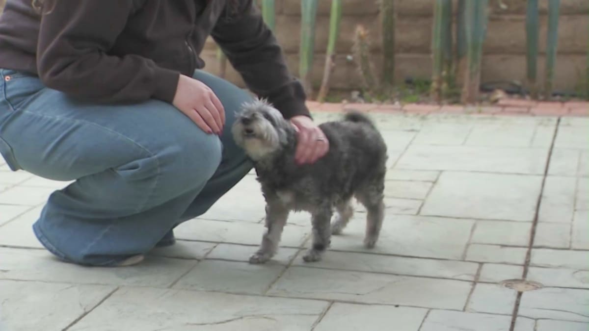 Dog Missing 5 Years Reunited With Owner Thanks to Microchip - Image 5