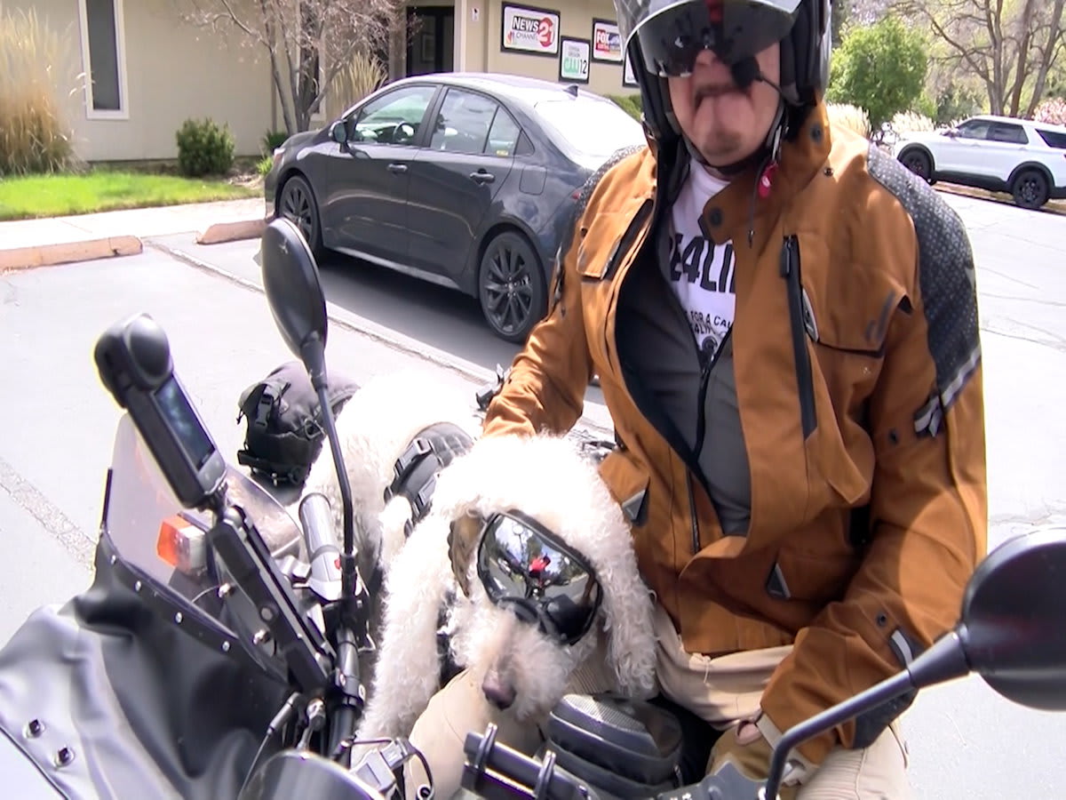Max Orsini on Russian motorcycle with Italian poodle Gnocchi in sidecar advocating organ donation