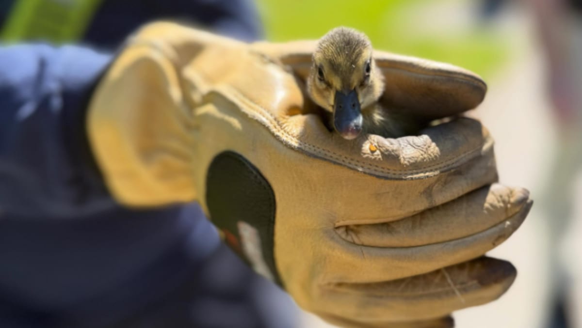 Three baby ducklings standing in grass with mother duck after Burlington firefighters rescued them