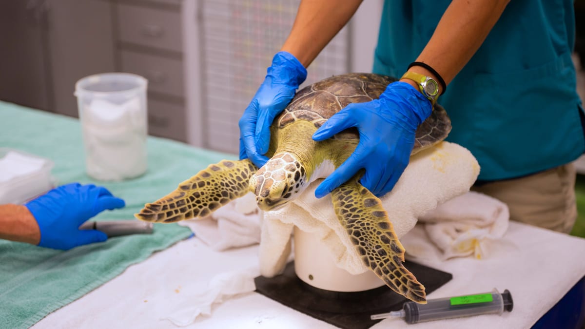 UGA Scientists Map 7 New Viruses to Help Sea Turtles