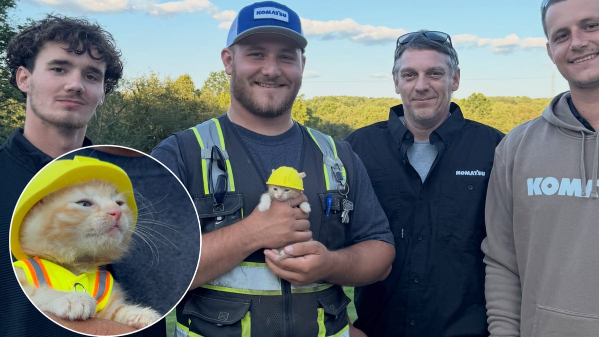 Tiny orange tabby kitten being rescued from underneath construction excavator by worker