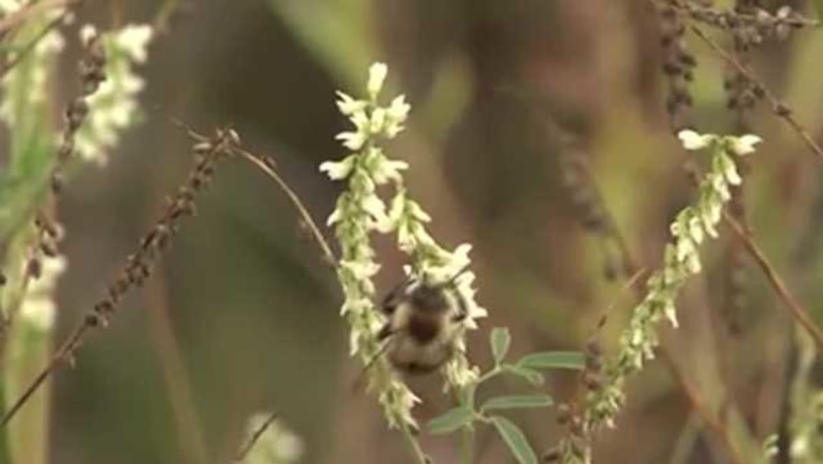 Iowa Volunteers Count 7,000 Bees to Help Track Species - Image 2