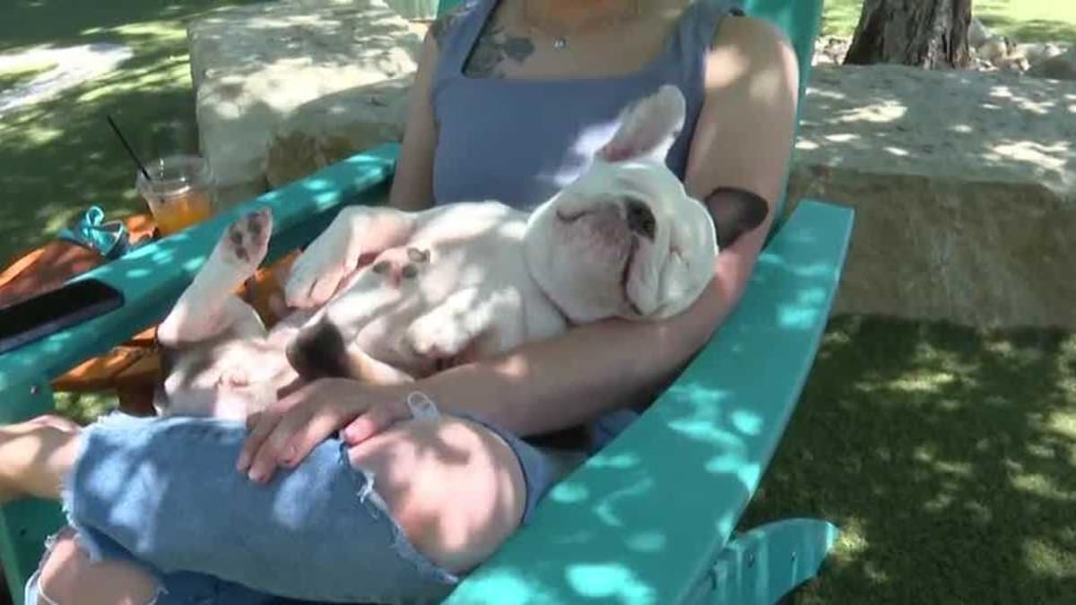 Nebraska Shelter Dogs Reunite at 'Furmily' Fundraiser