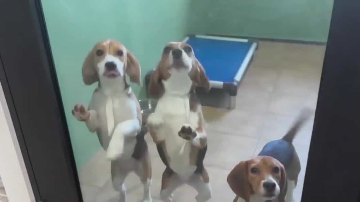 Iowa Rescuers Save 40 Beagles From Research Facility