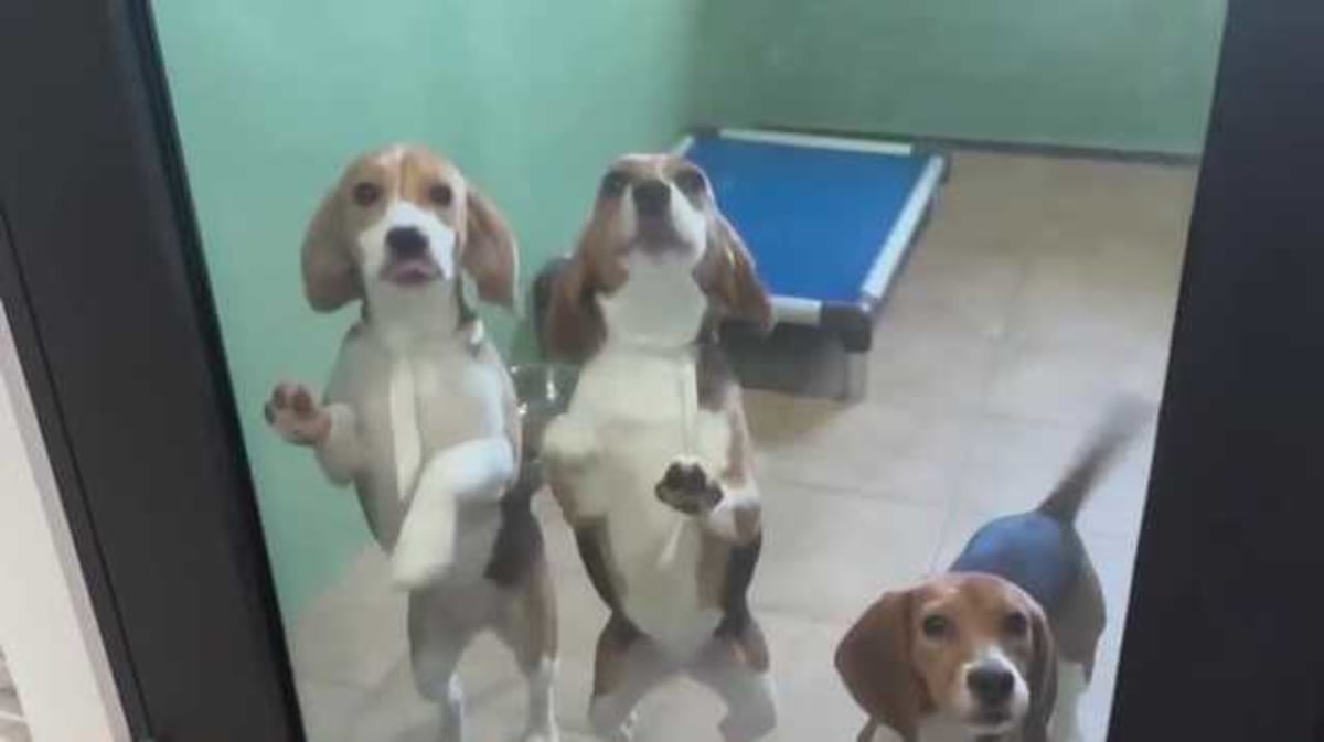 Iowa Rescuers Save 40 Beagles From Research Facility - Image 2
