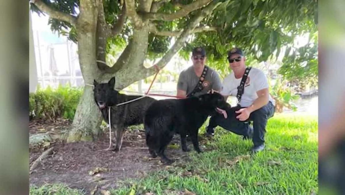 Cape Coral firefighters using rescue equipment to save dogs from canal water