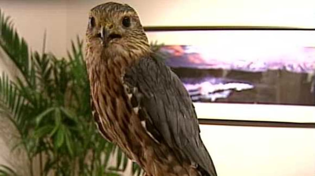 Nebraska Saves Endangered Falcons Through Captive Breeding