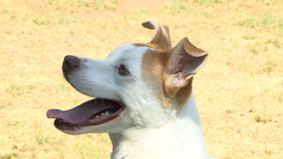 El Paso Volunteers Donate 50,000 Hours to Shelter Pets