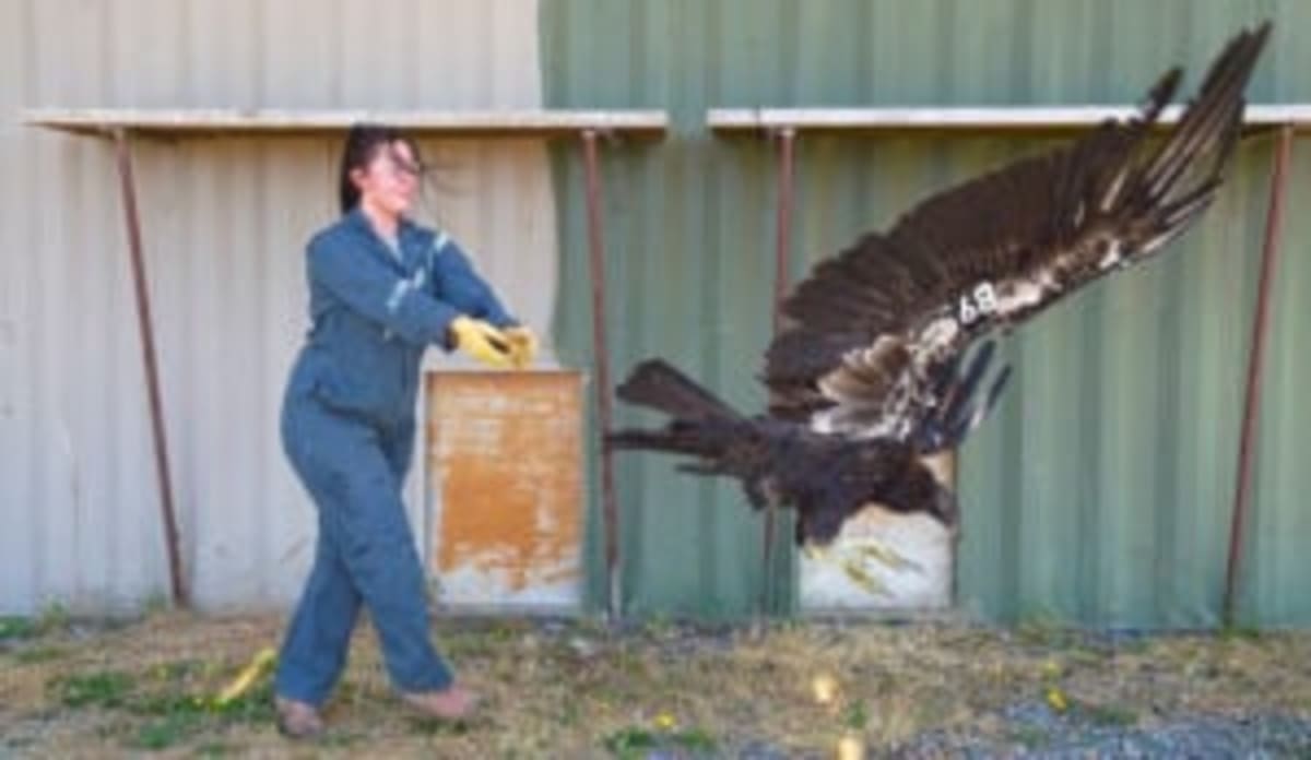 Condor Soars Free in Oregon for First Time in 122 Years - Image 2