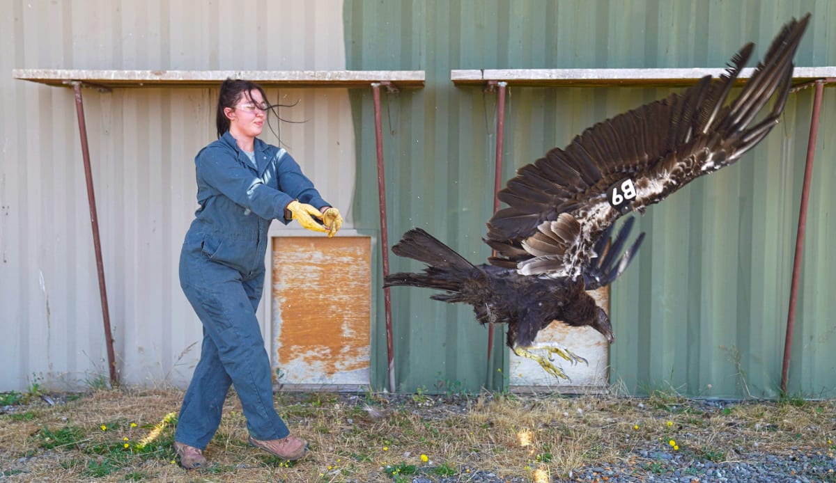 California condor B9 spreading wings during release in Northern California redwood forest