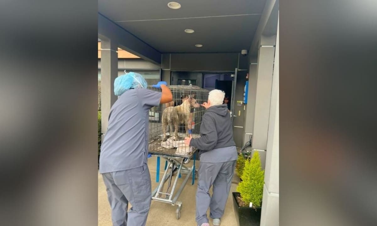 Oregon Firefighters Use Drone to Save Dog From Muddy Pond - Image 2