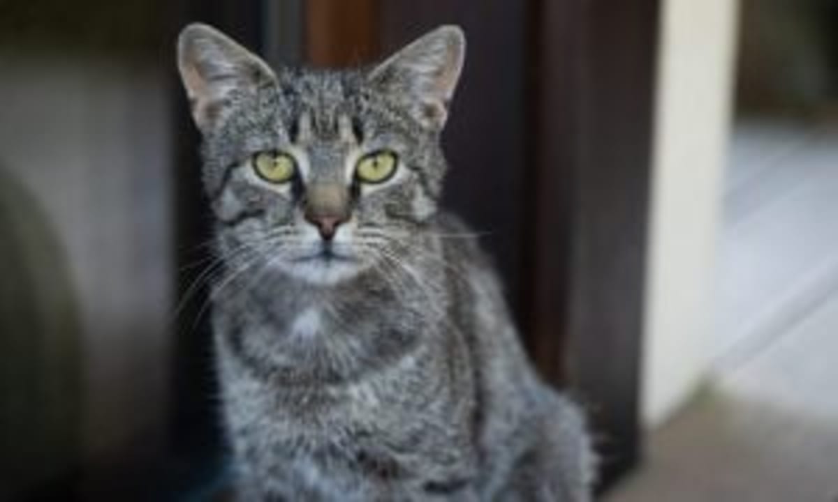 282 Animals Rescued From Wildfire Near Athens - Image 3