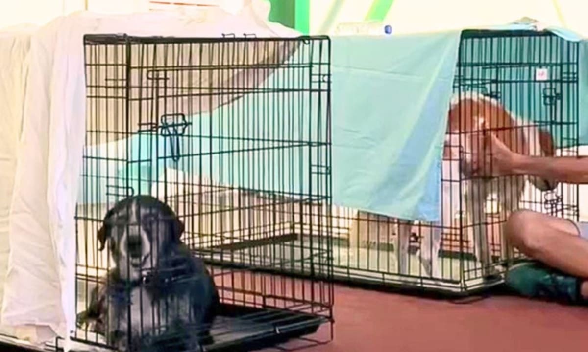Dogs sheltered safely at Megara Municipal Stadium following Athens area wildfire rescue