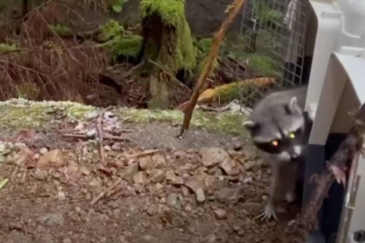 Six young raccoons being released from wildlife rehabilitation center into forest habitat