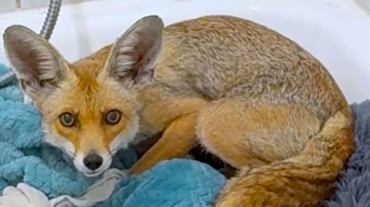 Woman in water reaching for small fox during dramatic rescue at flooded construction site