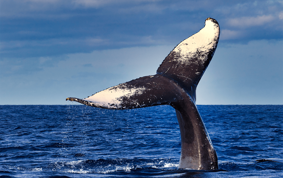 Humpback Whales Break Record With 9,400-Mile Ocean Journey - Image 2