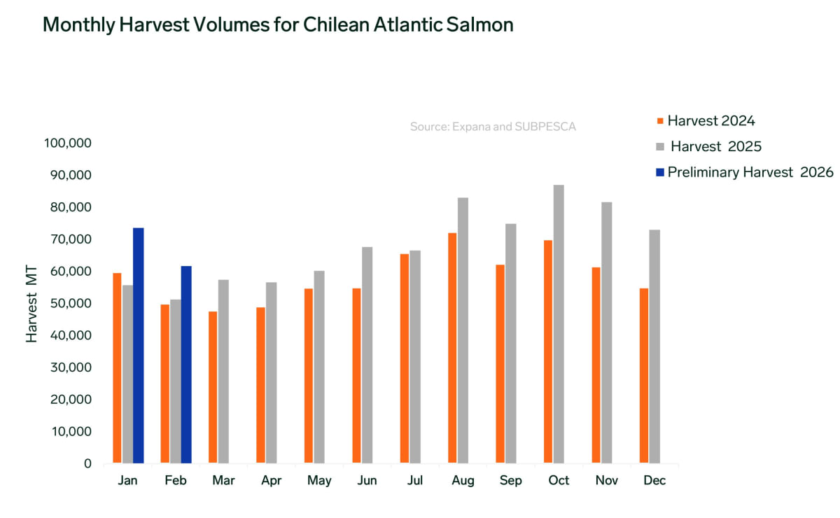 Russian Saury Fish Stocks Set to Recover in 4-5 Years - Image 3