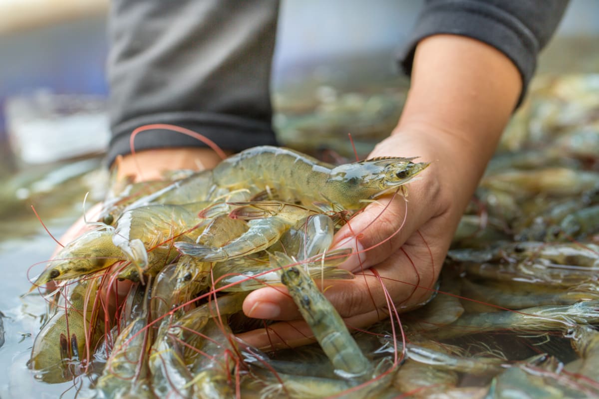 NOAA Awards $99M to Save Pacific Salmon - Image 3