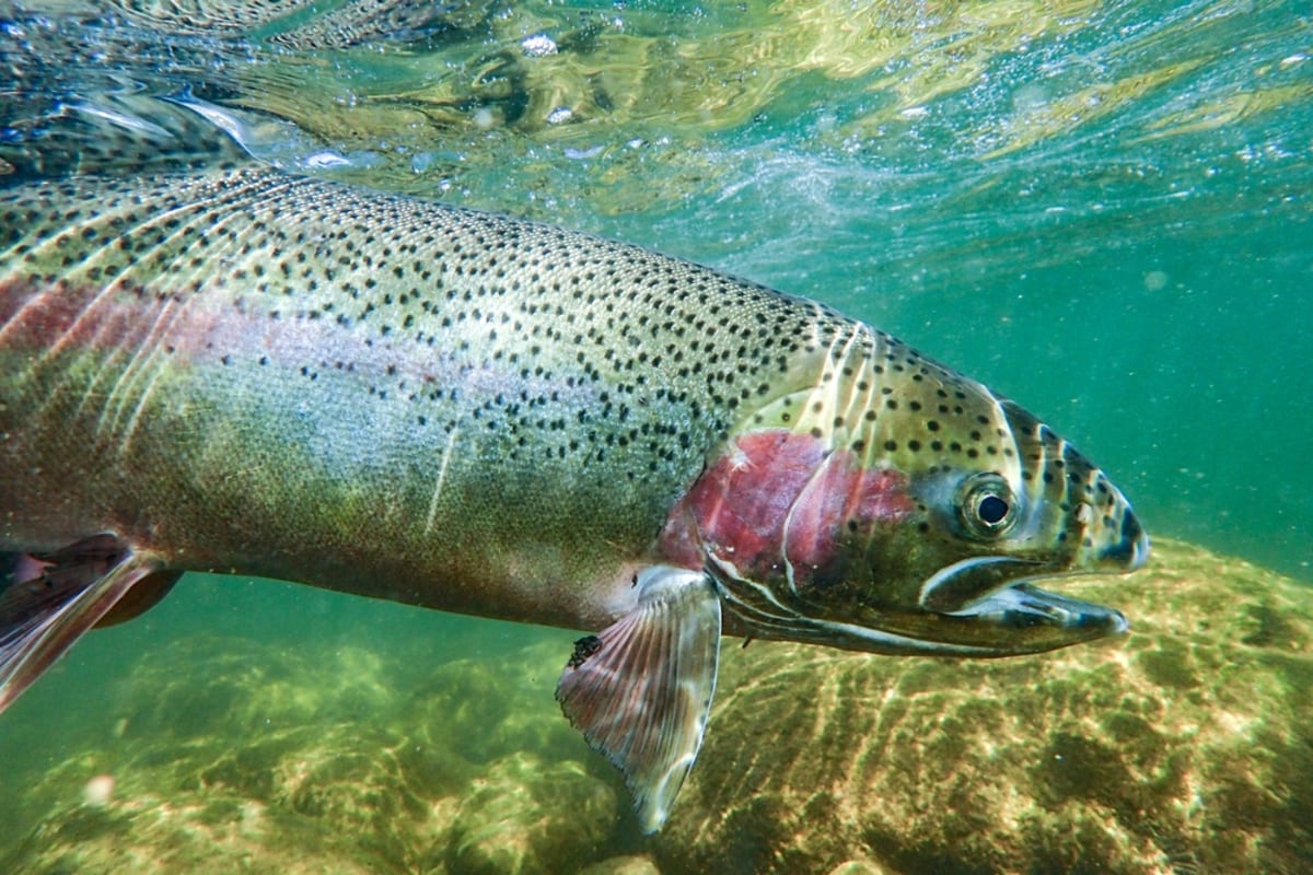 NOAA Awards $99M to Save Pacific Salmon