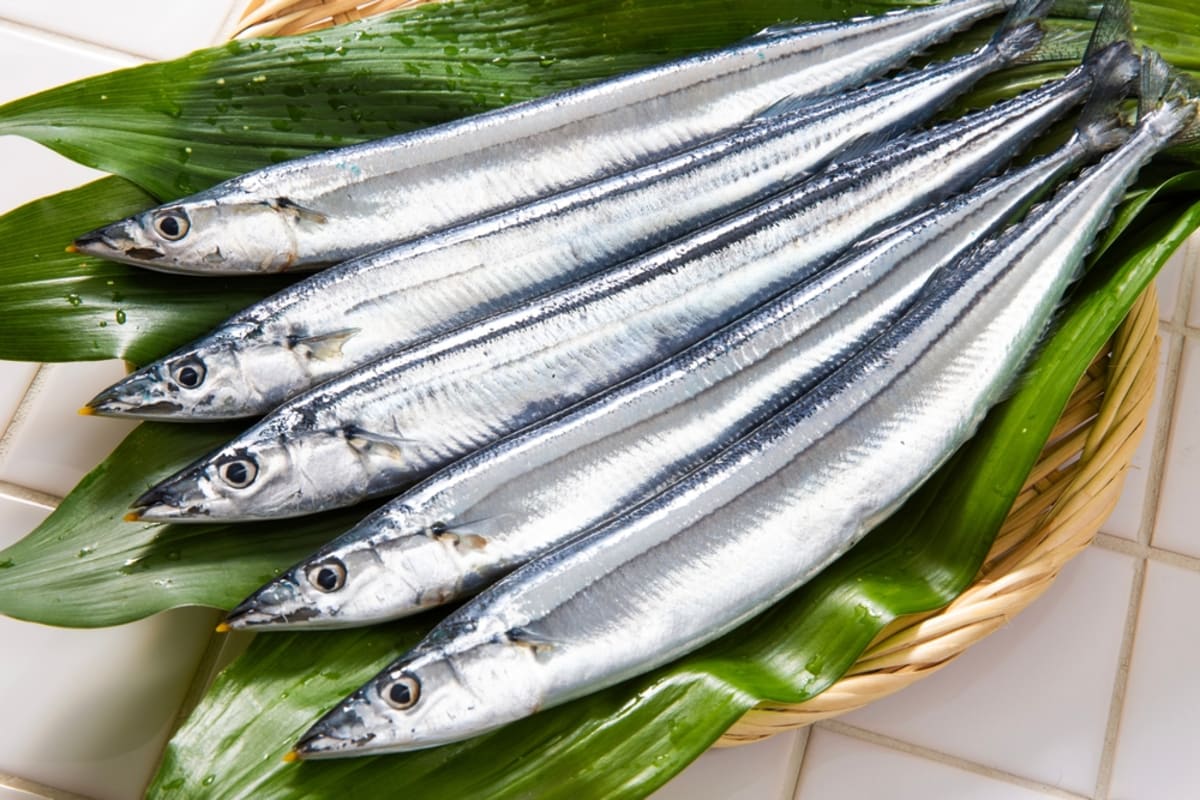 Pacific saury fish swimming in ocean waters showing healthy population recovery