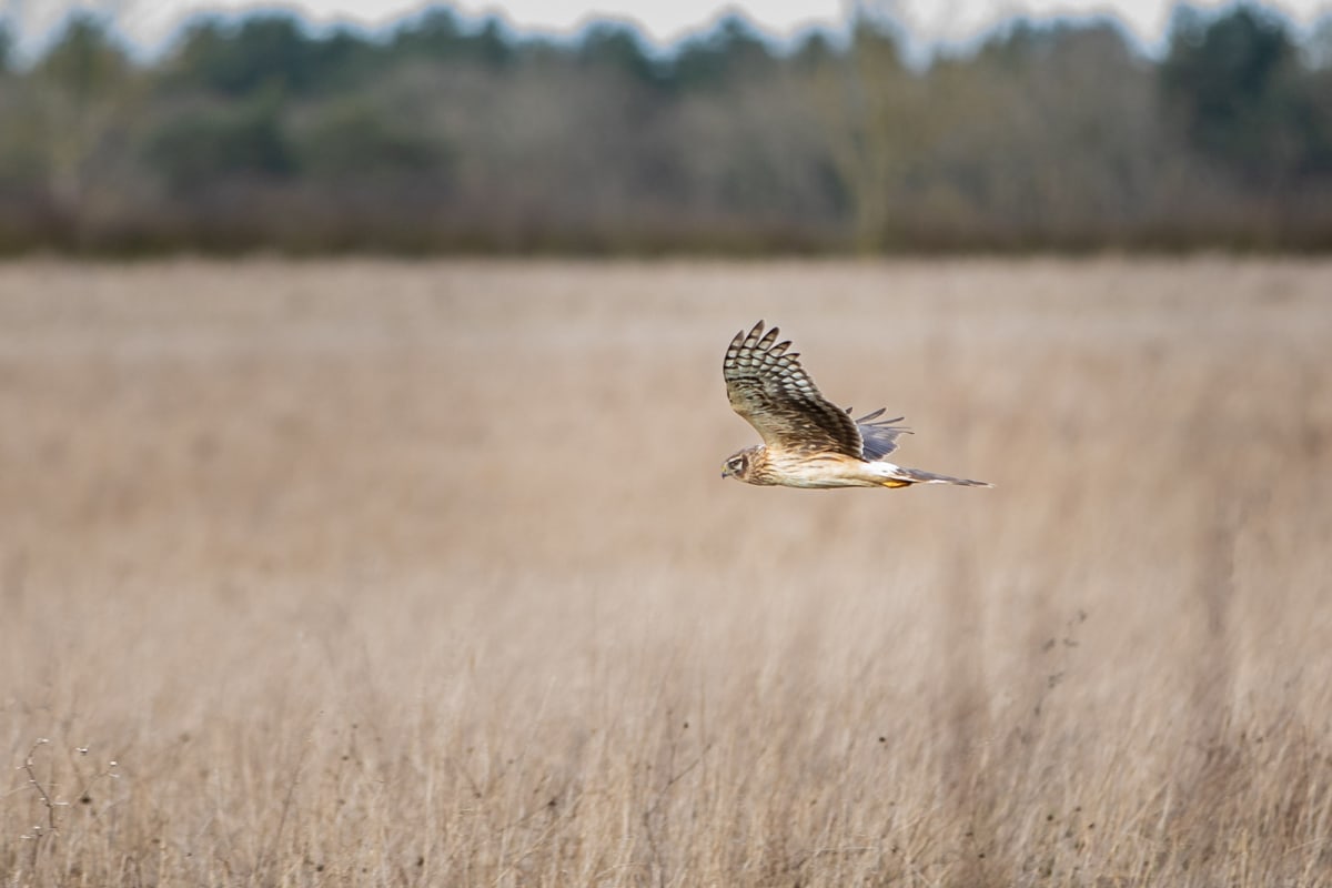 Wildlife Doubles in 3 Years at UK Nature Site - Image 2