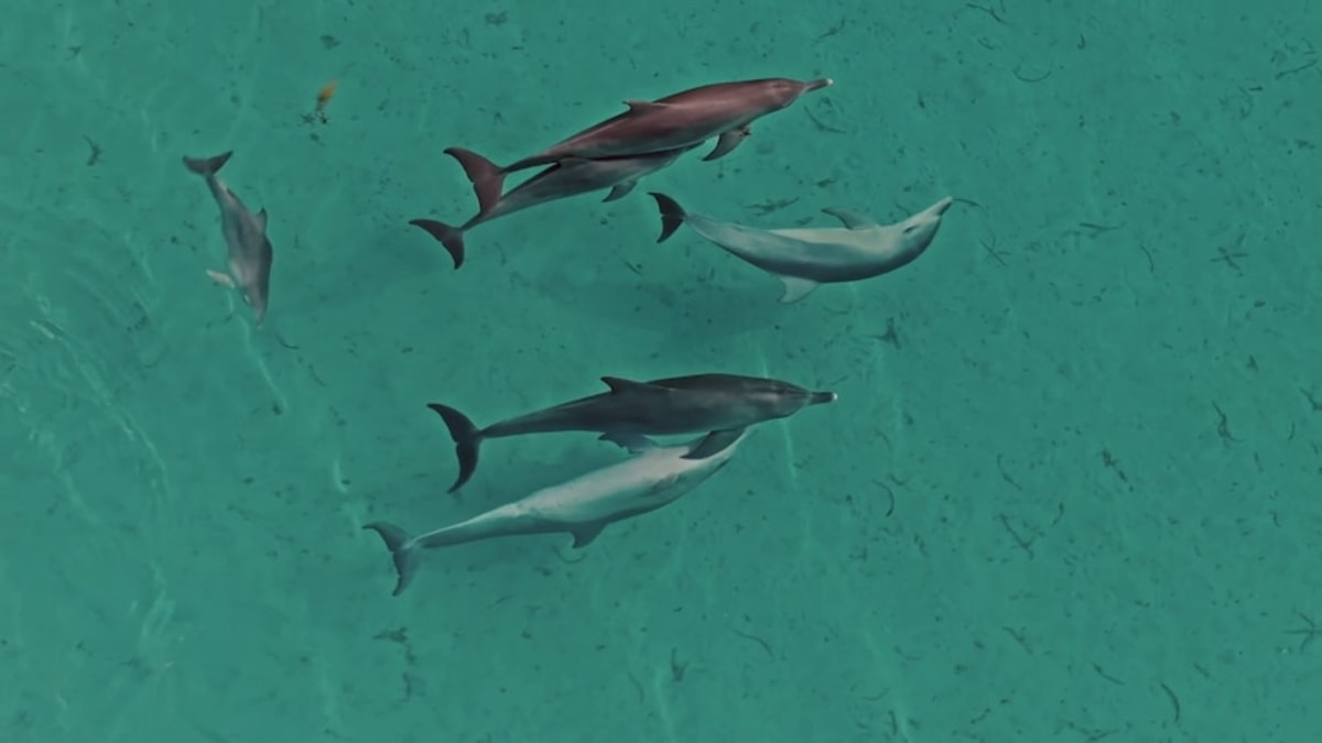 Shark Bay Volunteers Plant 36,000 Seagrass Seedlings by Hand - Image 2