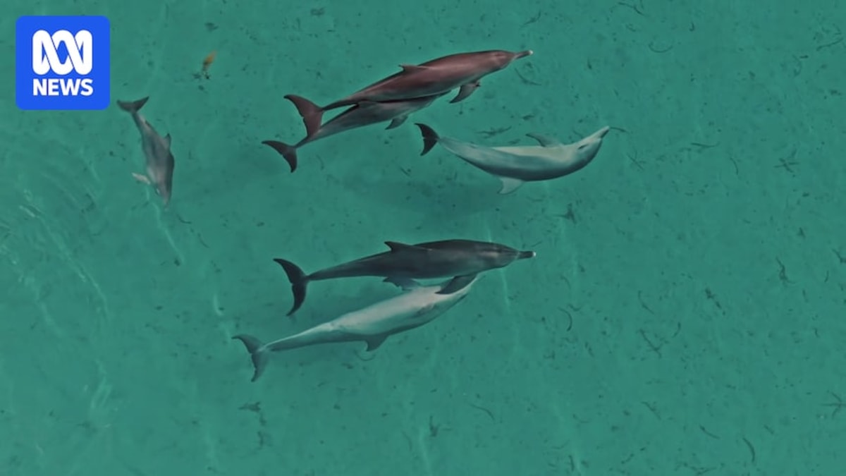 ** Volunteers in shallow water planting seagrass seedlings by hand in Shark Bay, Western Australia
