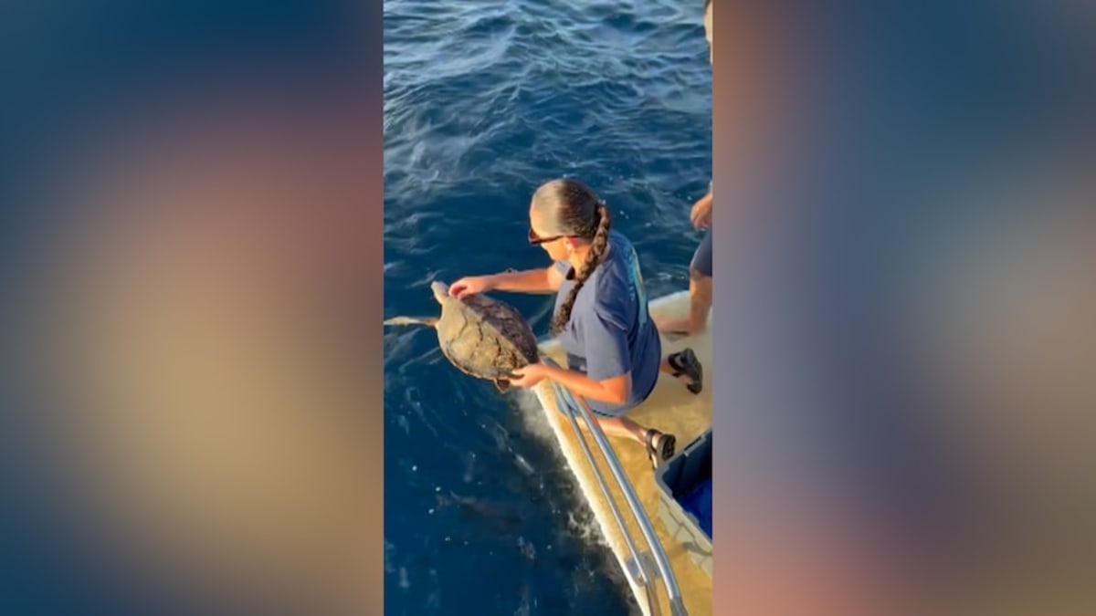 Rare Turtle Covered in Barnacles Makes Full Recovery - Image 2