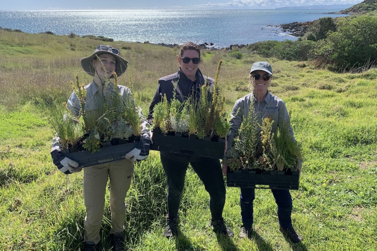 Kangaroo Island's Little Penguins Bounce Back After Crisis - Image 5
