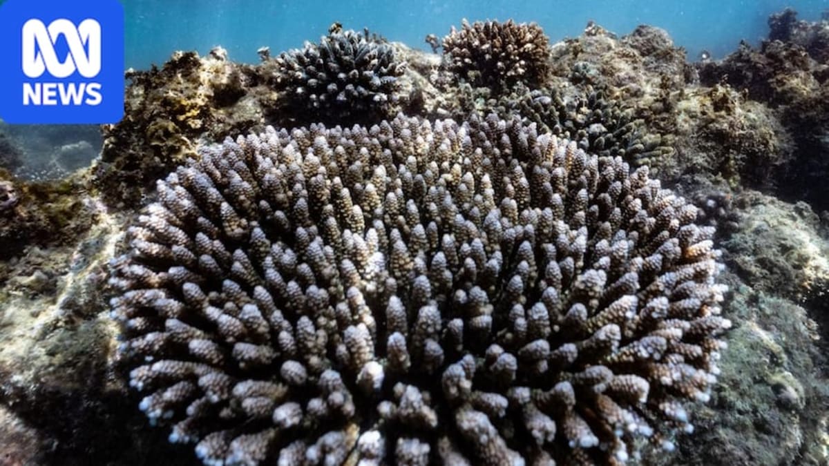 Indigenous rangers and researchers surveying coral reefs from boat in Northern Territory waters