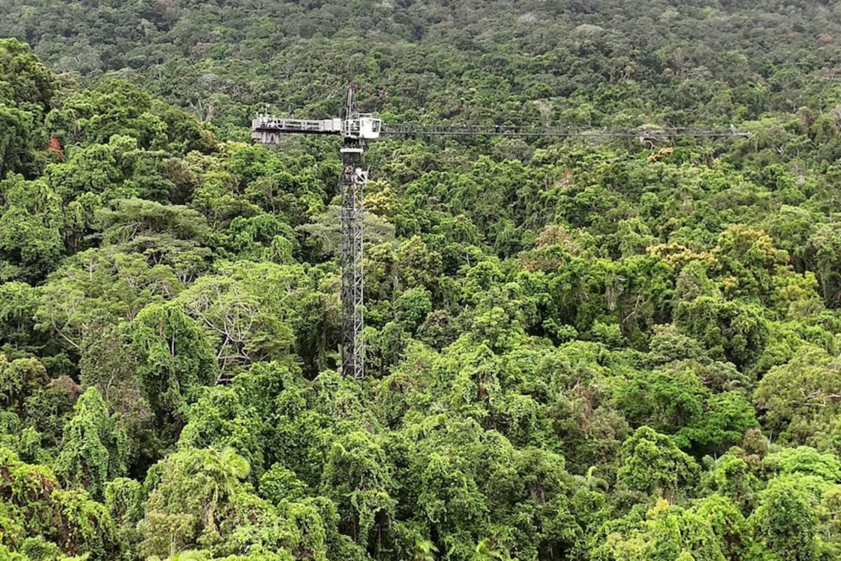 Osprey Parents Raise Chicks 47 Meters High in Daintree - Image 5