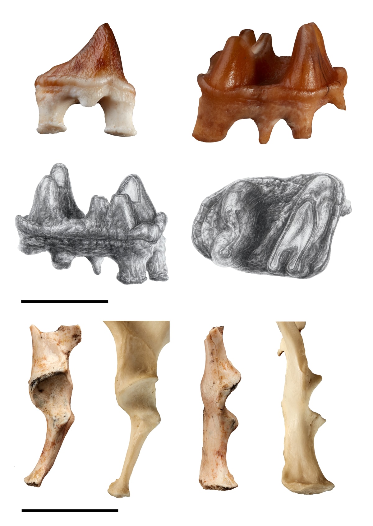 25-Million-Year-Old Platypus With Teeth Found in Australia - Image 5